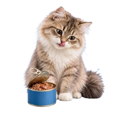 غذای تر