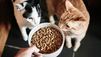 تعیین میزان غذای خشک مناسب برای گربه